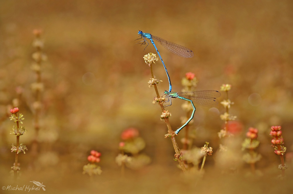 Coenagrion puella