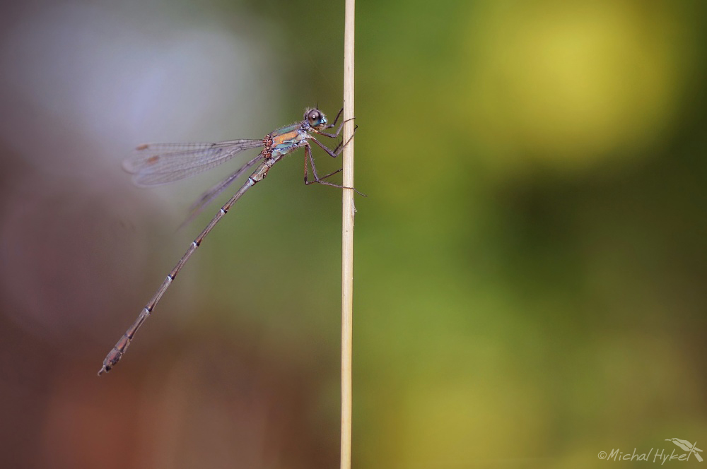 Chalcolestes viridis