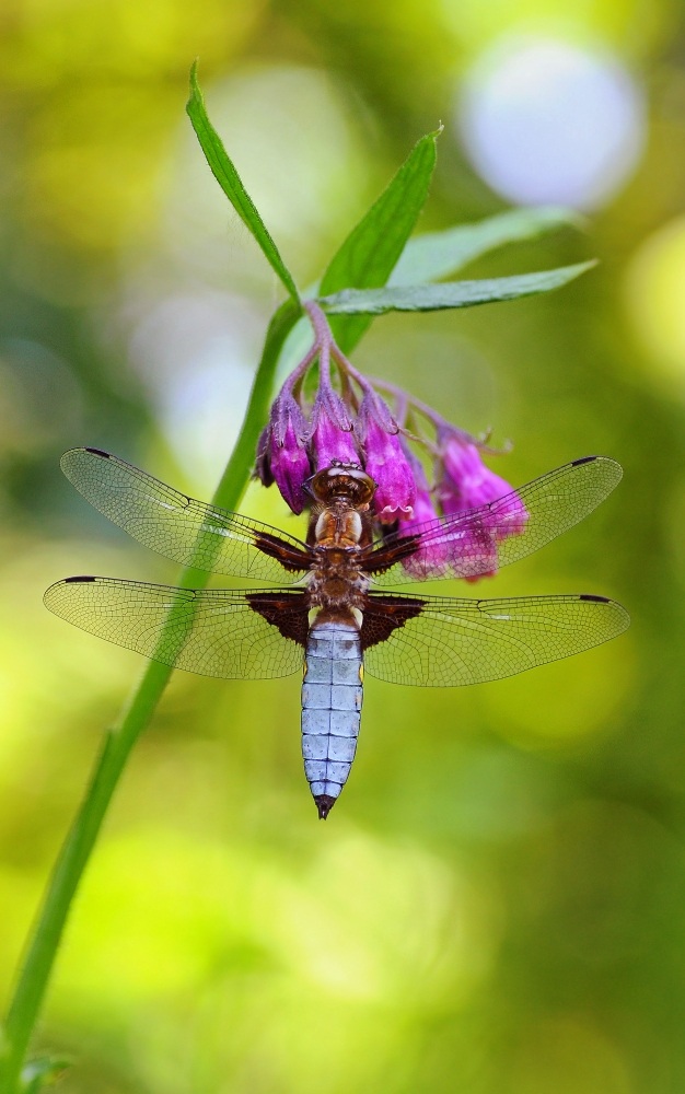 Libellula depressa