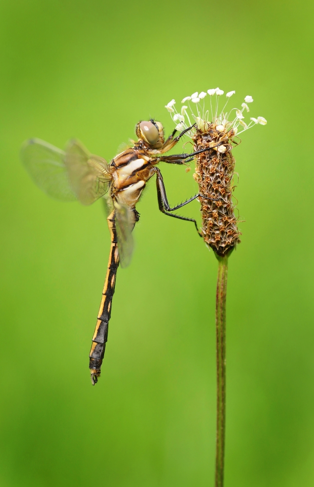Orthetrum albistylum
