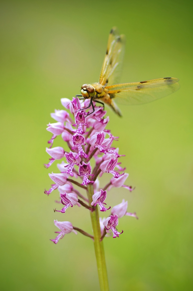 Libellula quadrimaculata