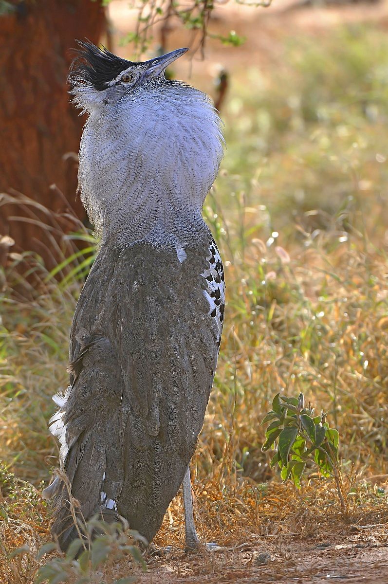 Kori Bustard