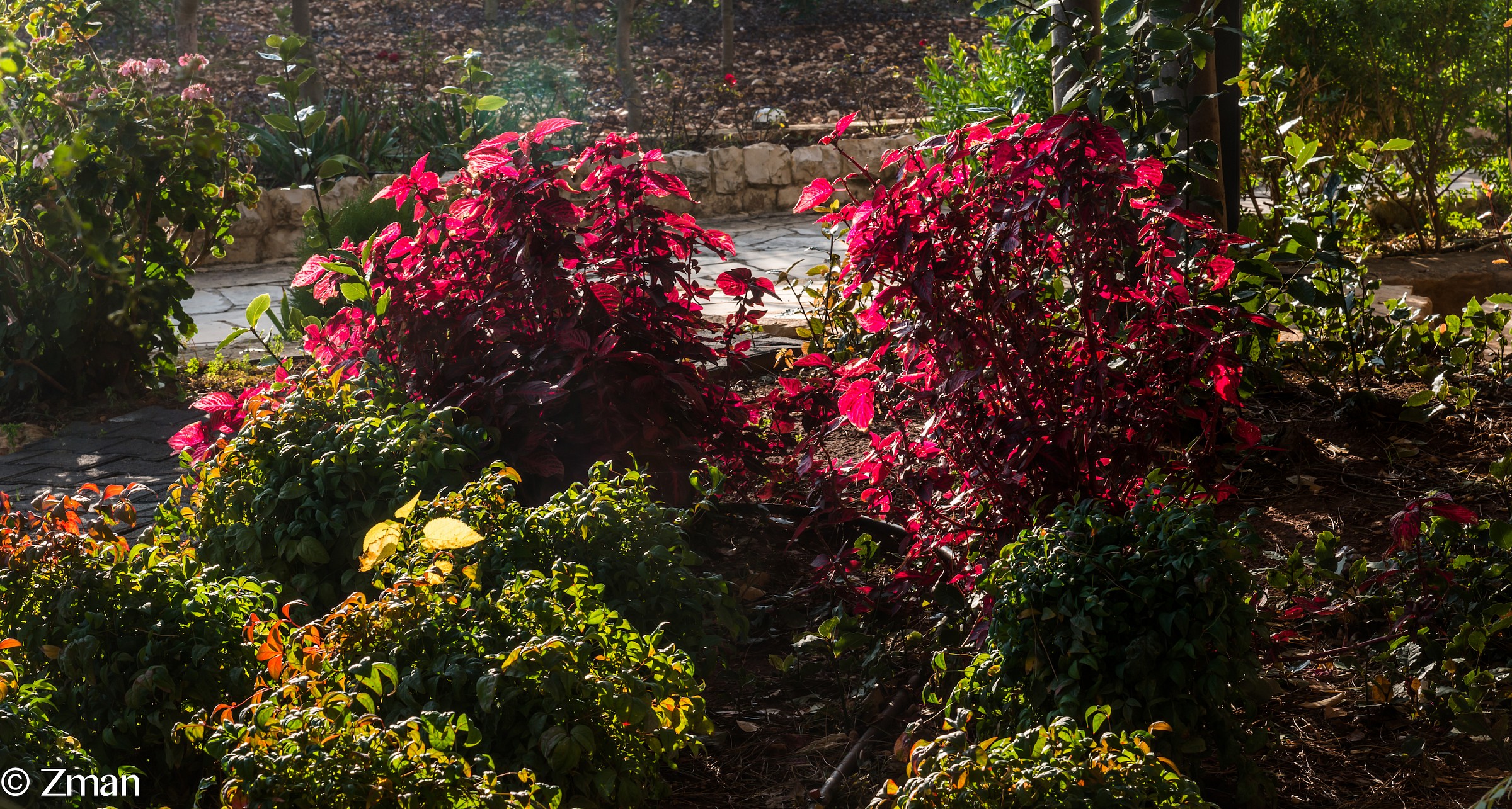 Reds in The Morning Sun