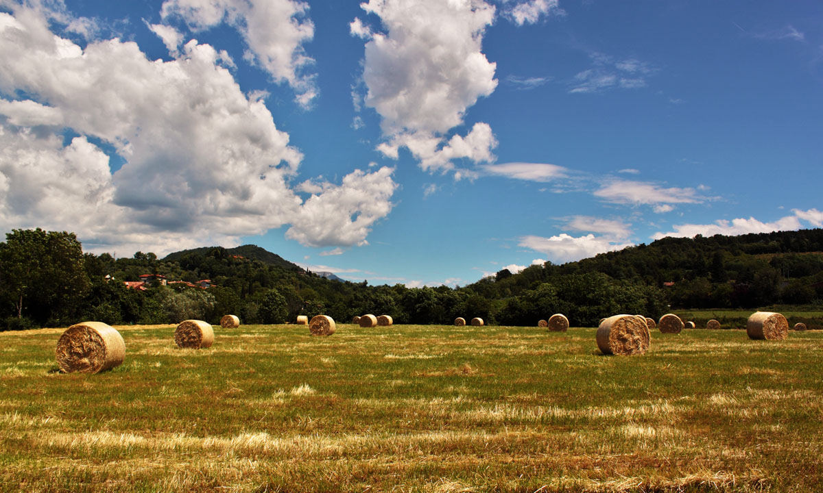 Balle di fieno