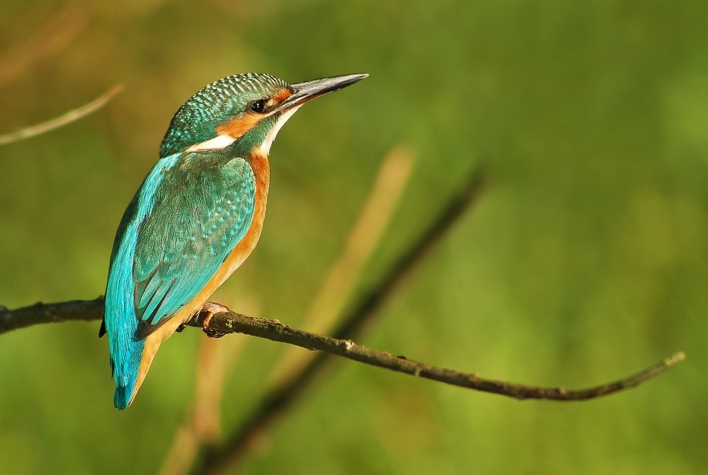 Alcedo atthis