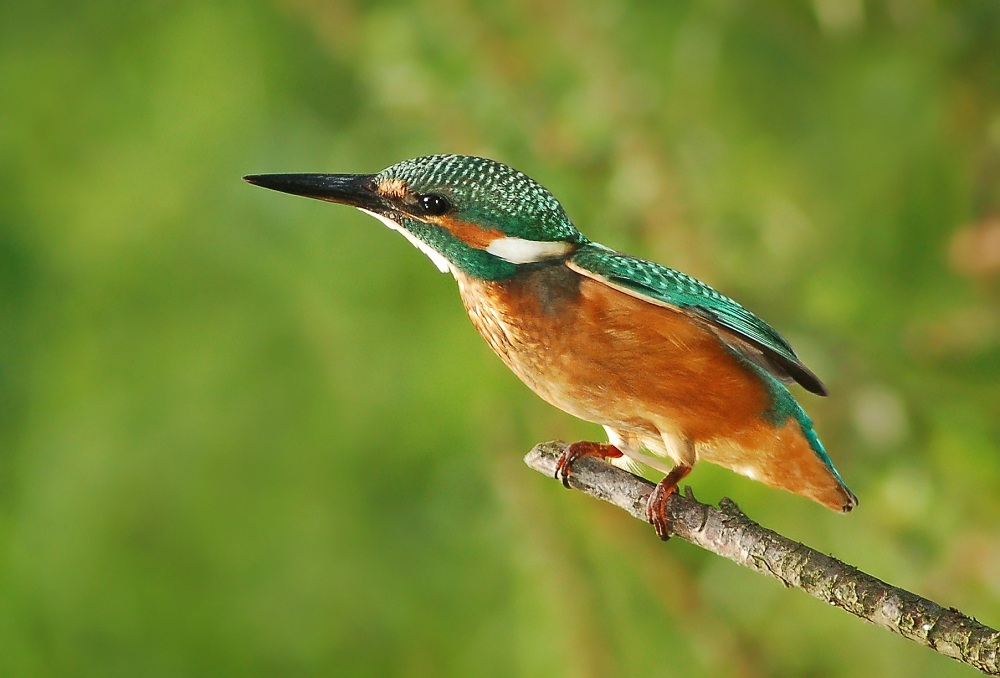 Alcedo atthis