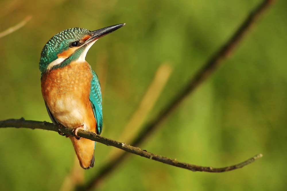 Alcedo atthis