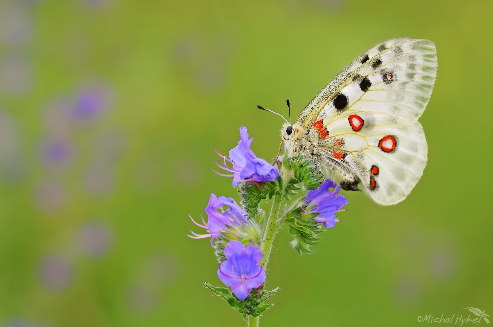Parnassius apollo