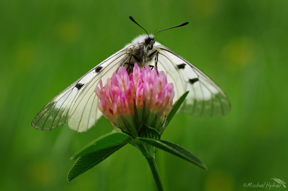 Parnassius anemone