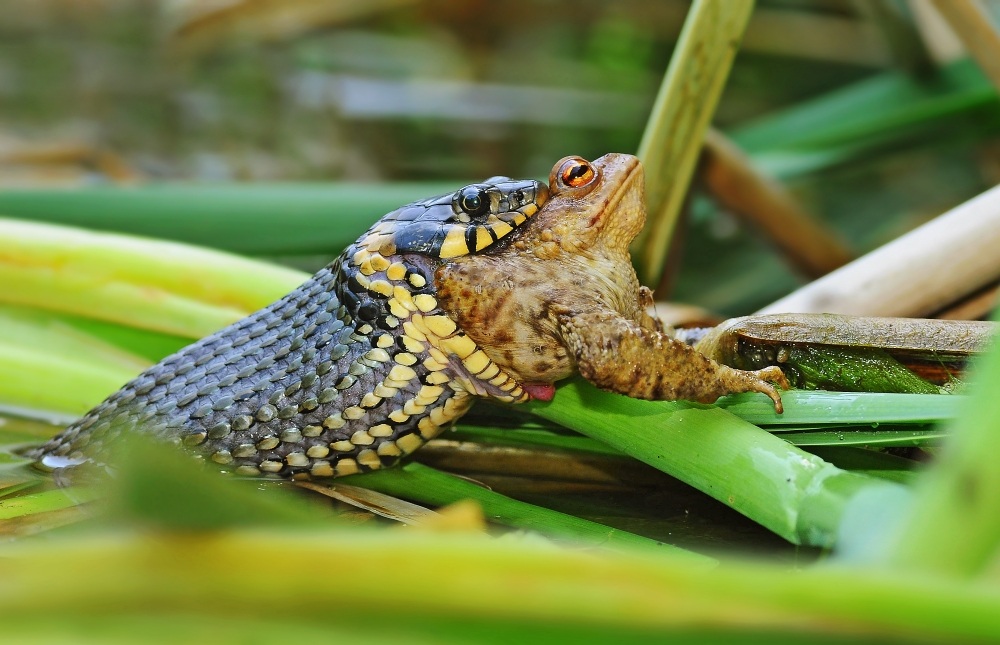 Natrix natrix and Bufo bufo