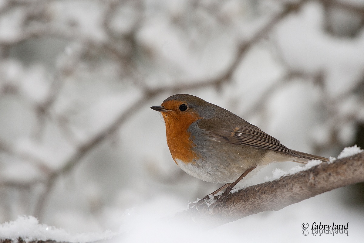 The robin under the flakes