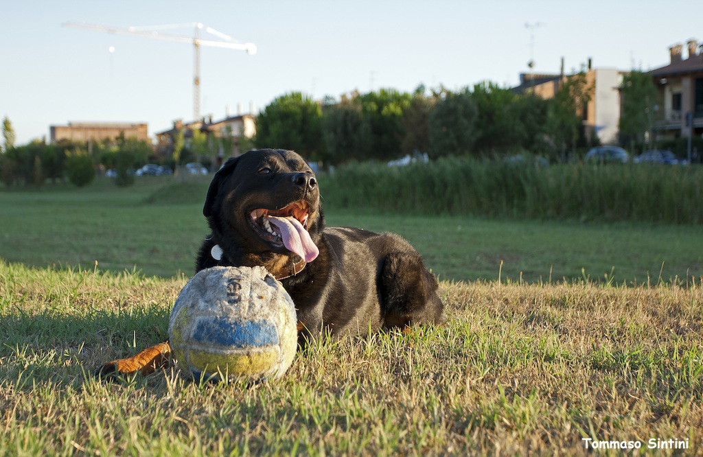 Che fatica giocare...