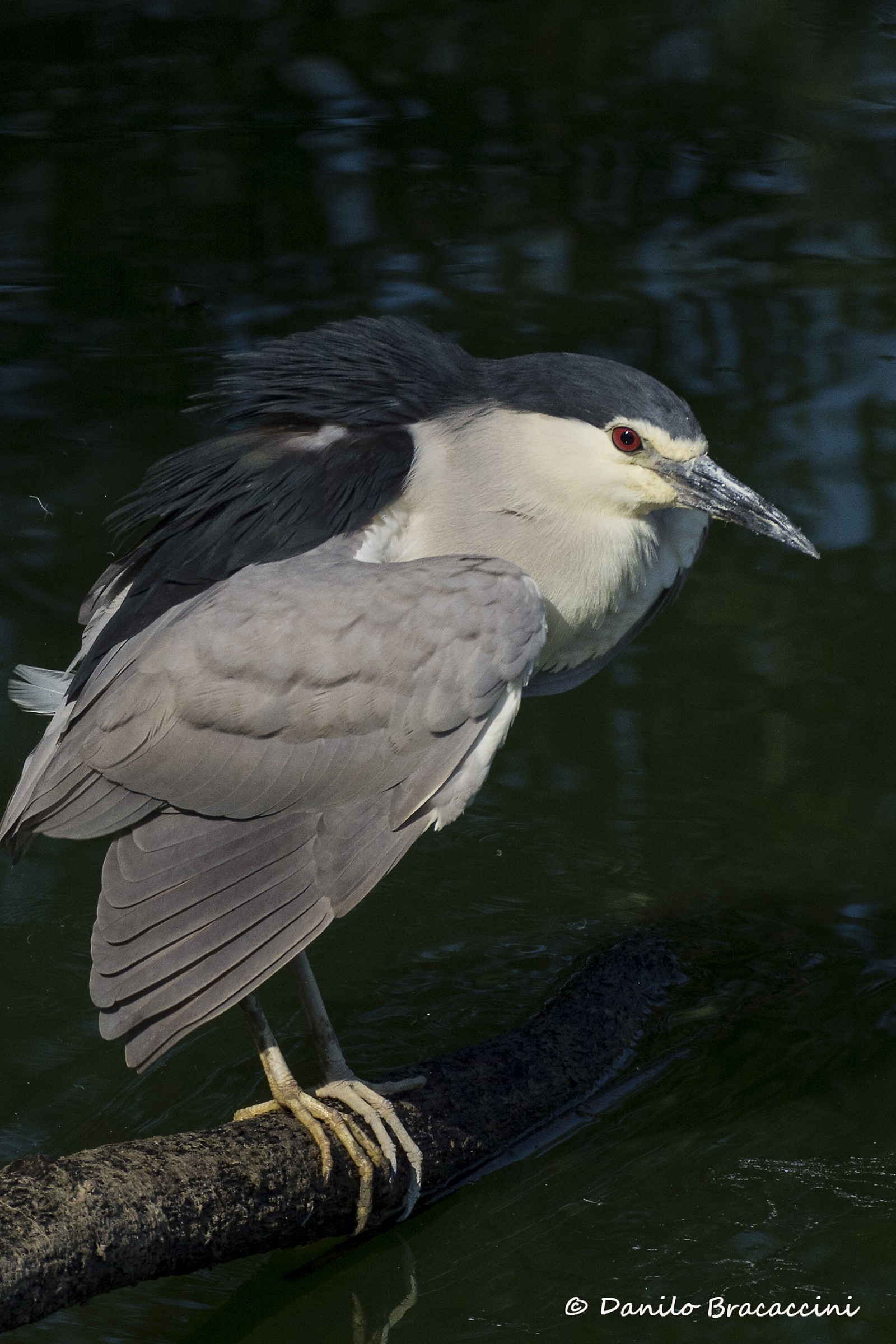 Night Heron
