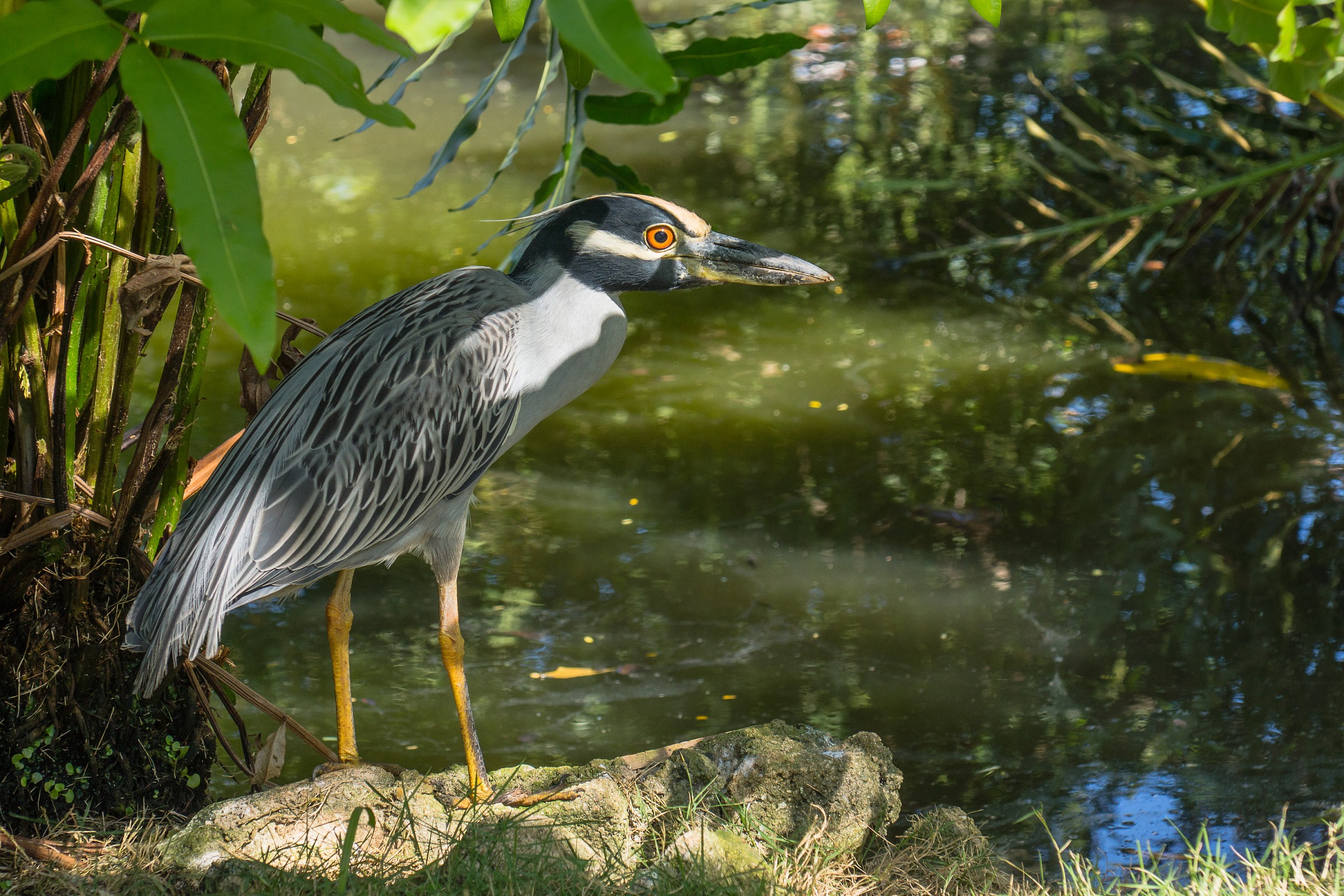 Night Heron capogiallo