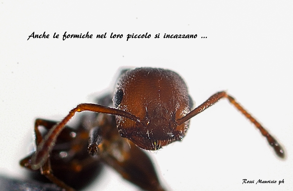 Anche le formiche nel loro piccolo si incazzano !