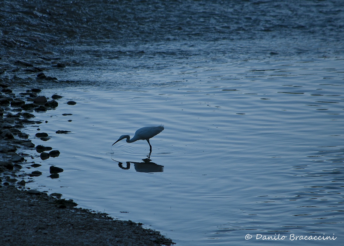 Egret on the hunt