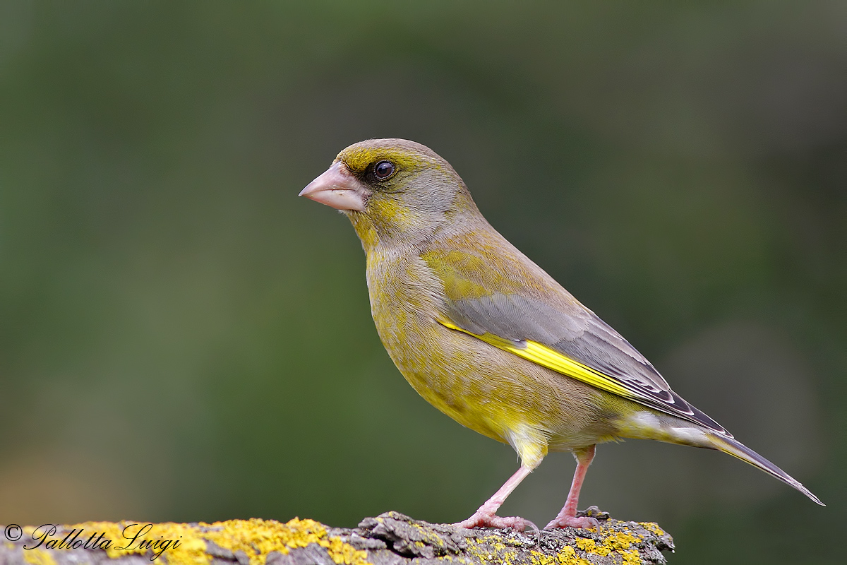 Verdone (Carduelis chloris)