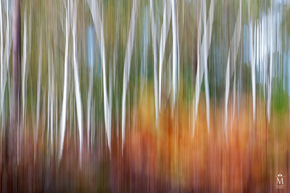 In the Forest of Birches and ferns.