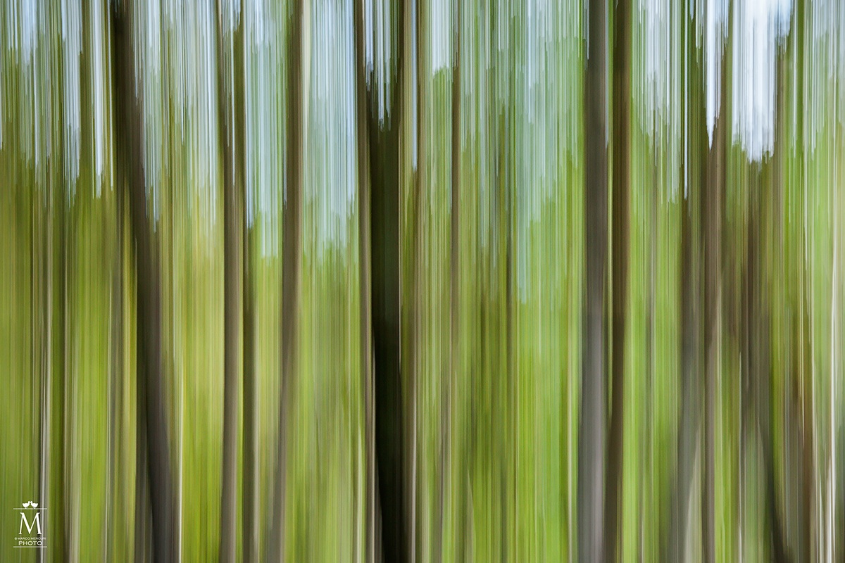 Walk among the birches of the Sologne.