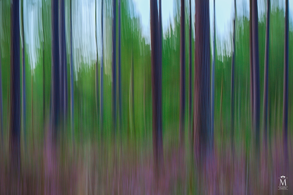 Among the Pines and heathers.