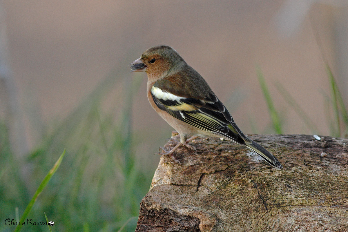 The first of the year.