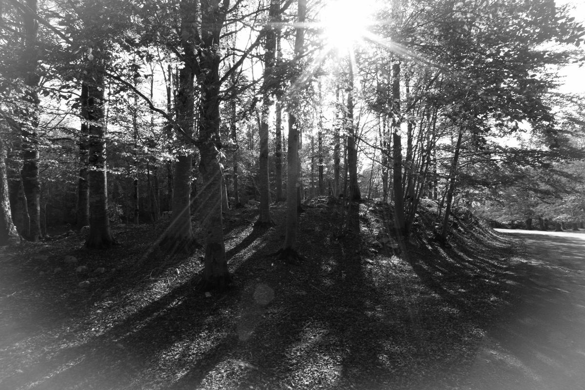 Autunno...nostalgico & incolore...!!!