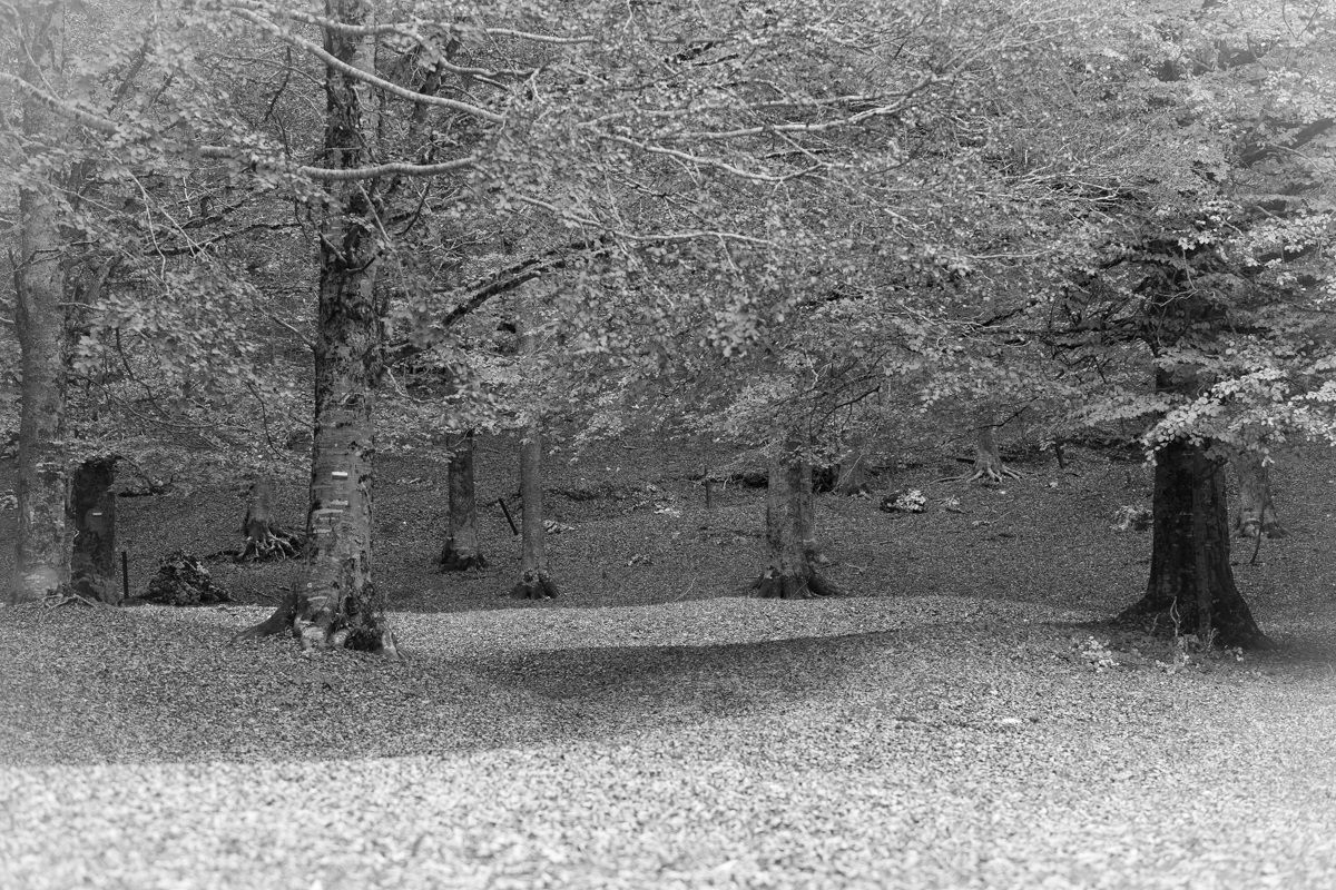 Autunno...nostalgico & incolore...!!!