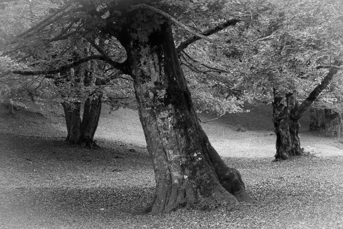 Autunno...nostalgico & incolore...!!!