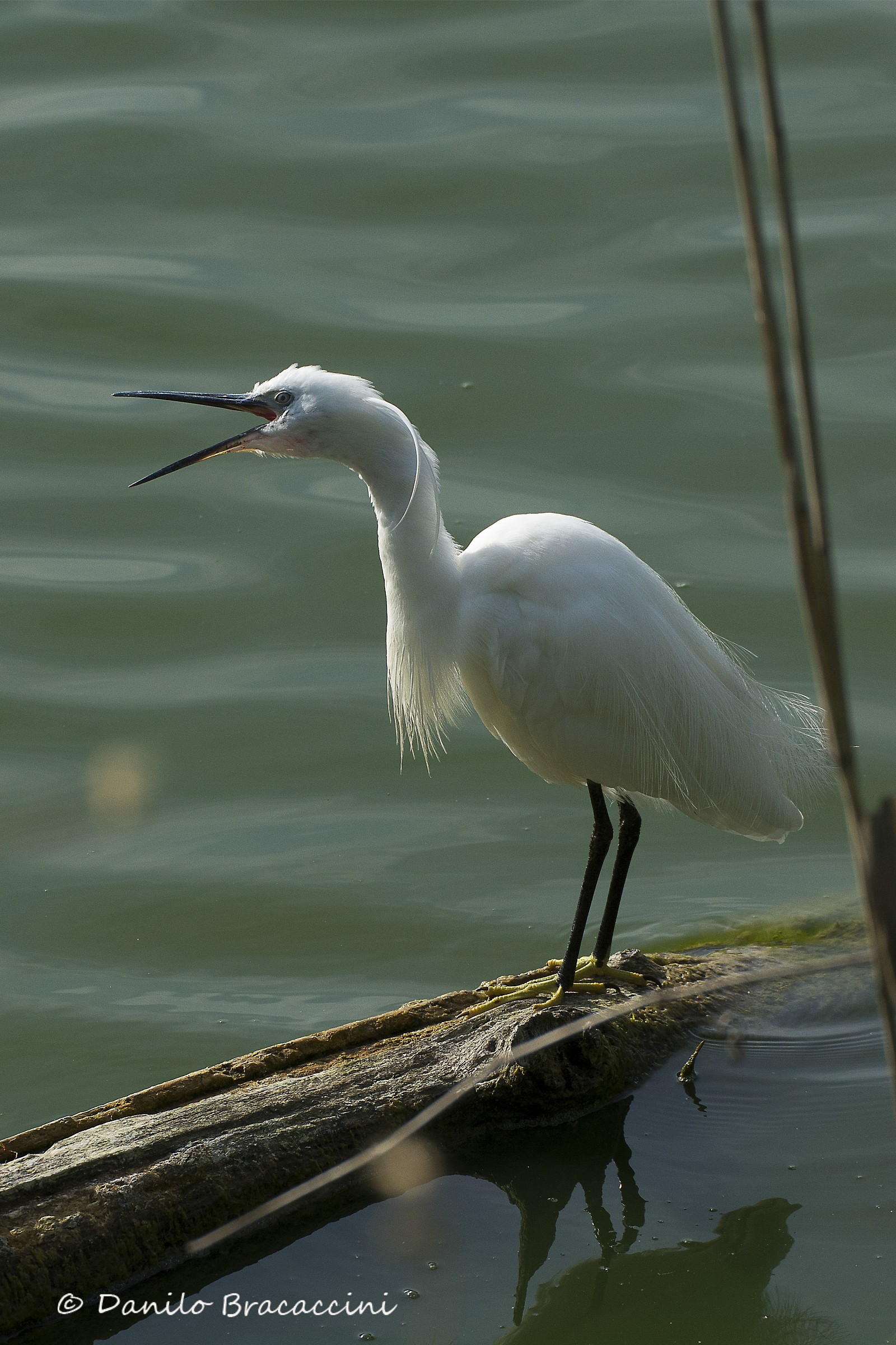 Egret