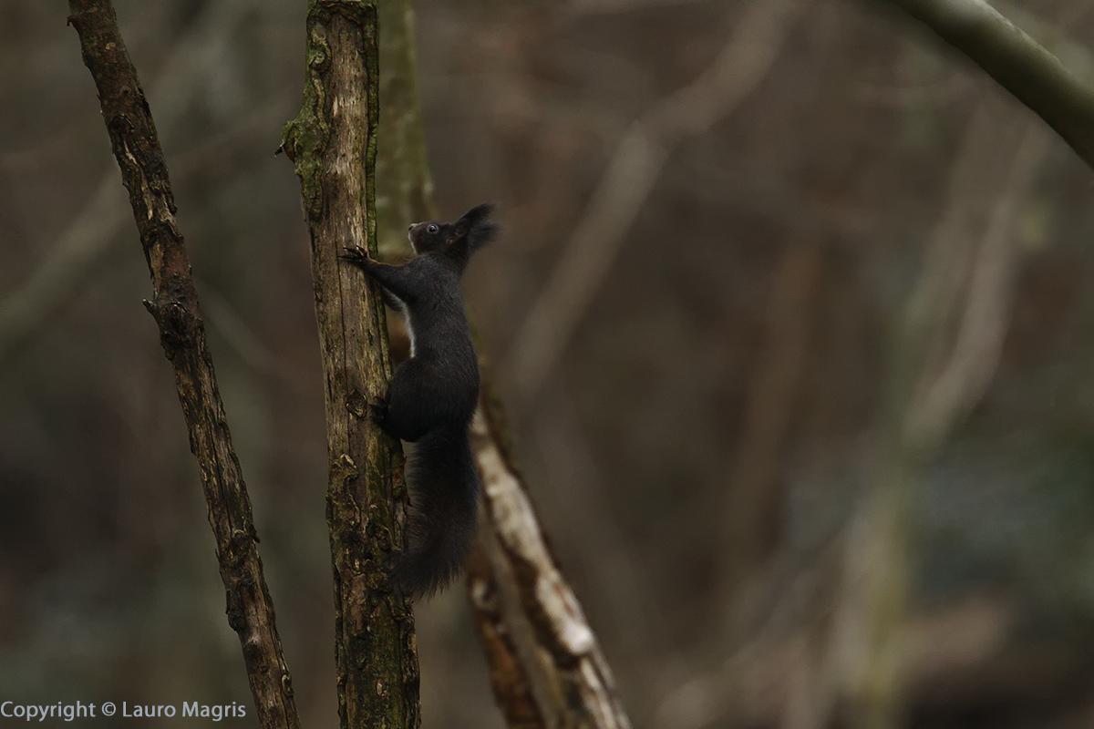 Viene qualcuno in questa giornata grigia e piovosa?