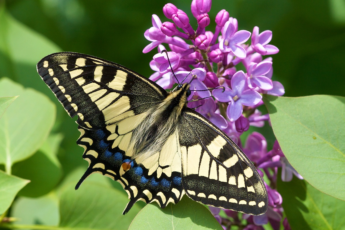 Papilio a pranzo