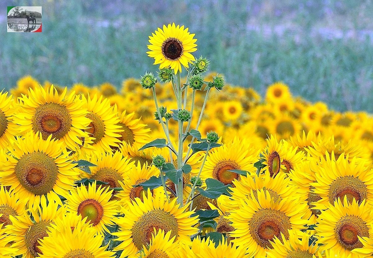 Girasoli