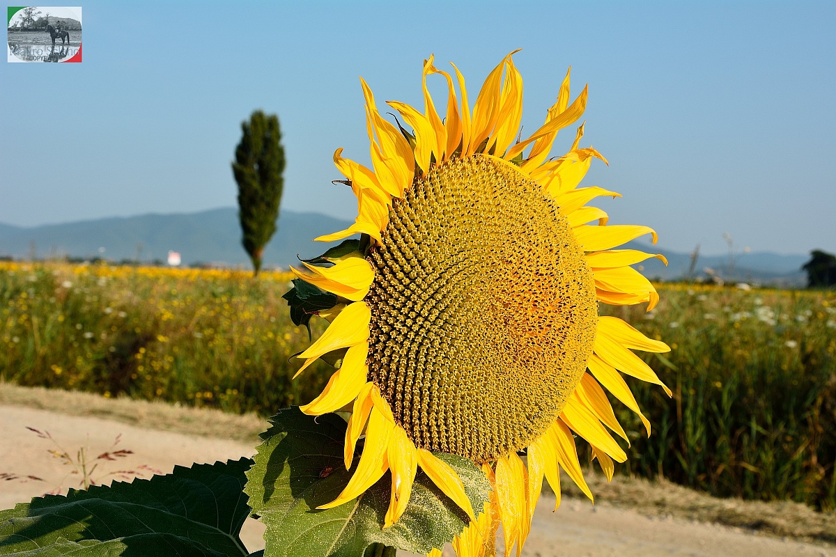 Girasoli