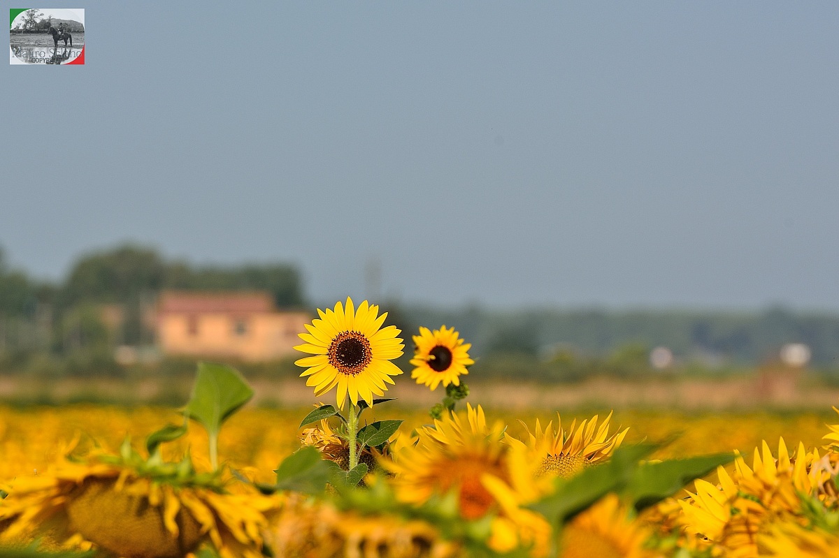 Girasoli