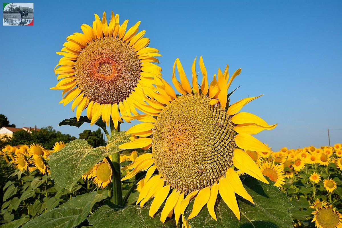 Girasoli
