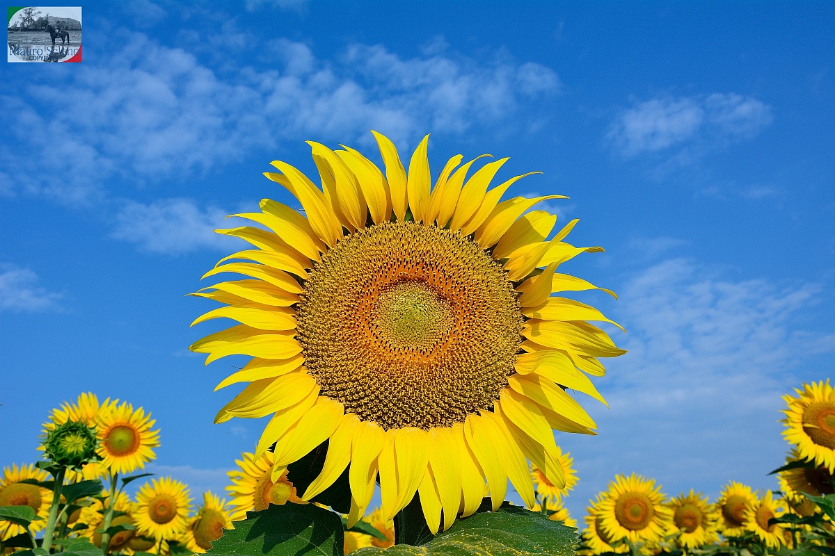 Girasoli