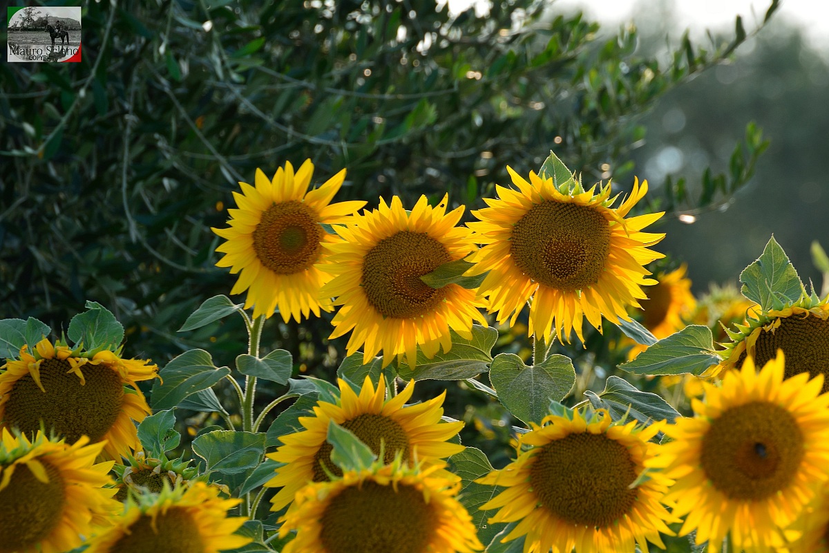 Girasoli