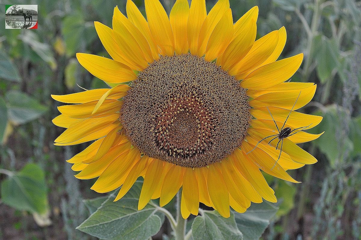 Girasoli