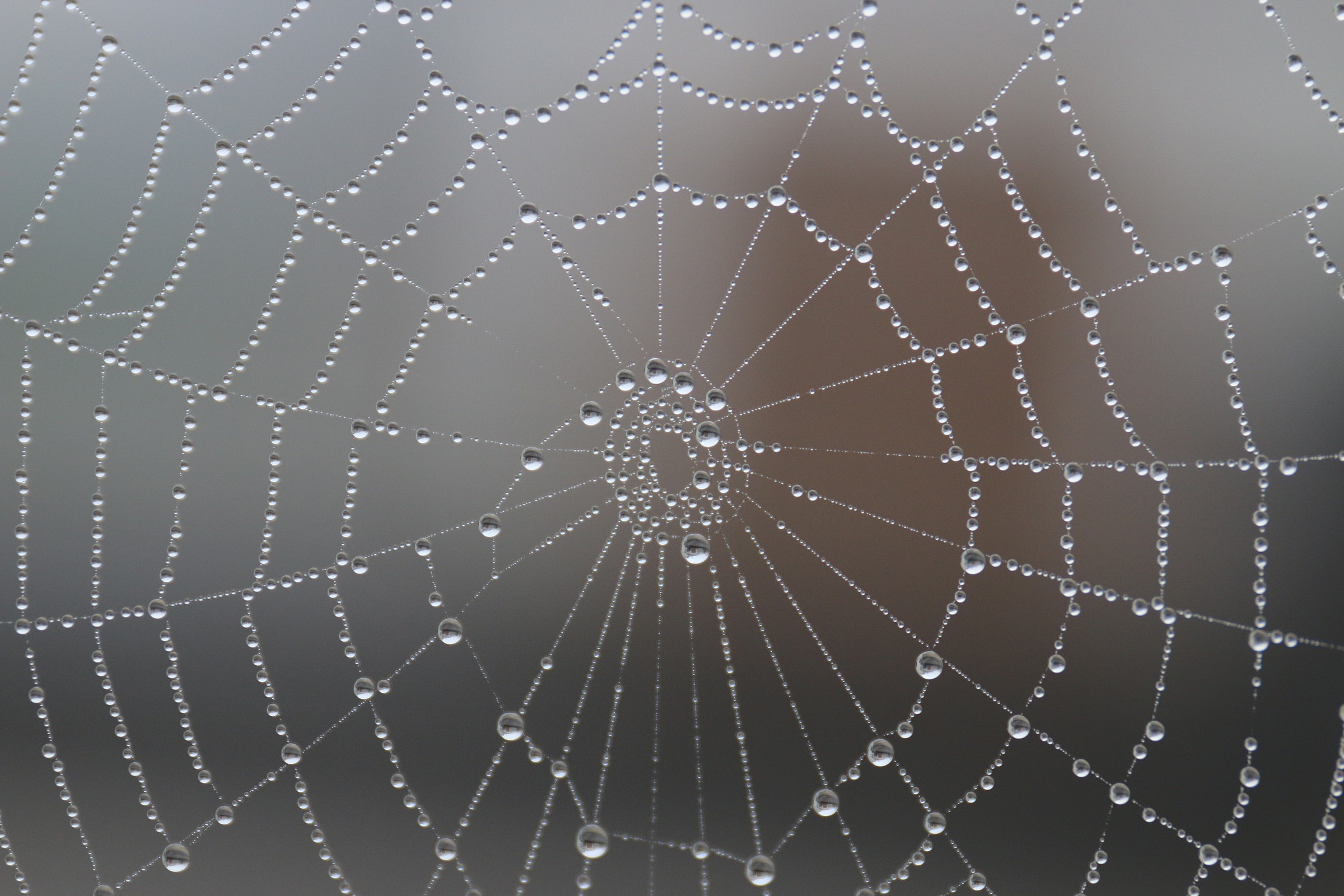 Ragnatela nella nebbia