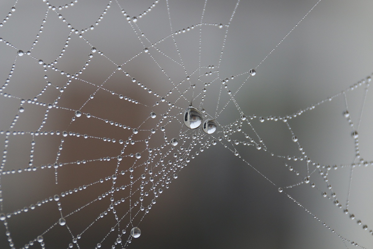Ragnatela nella nebbia
