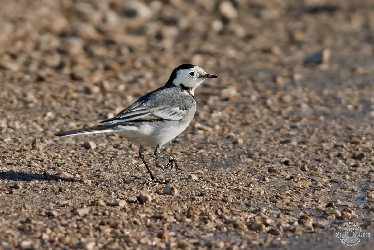 Mi concede questo ballo?