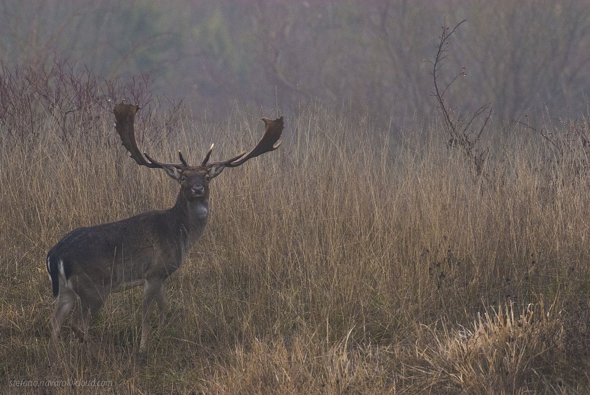 palandone in the mist