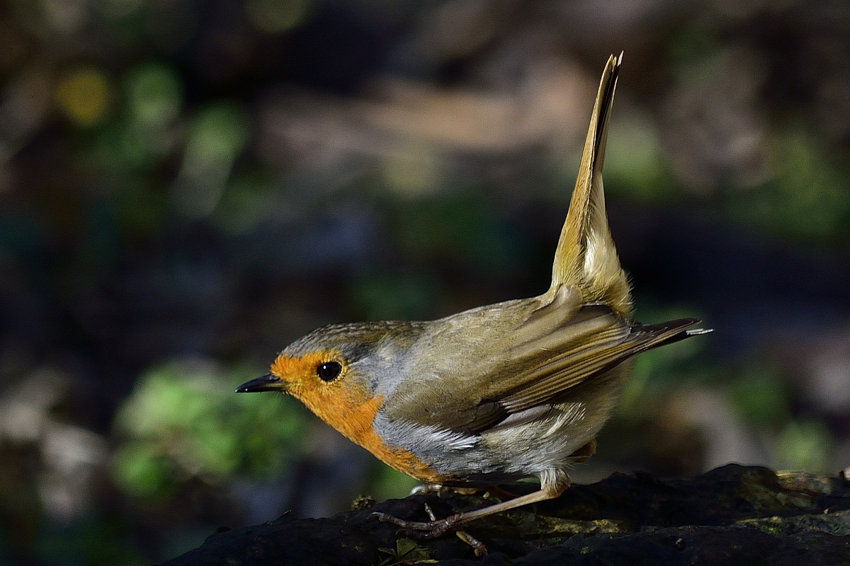 pronti...partenza...