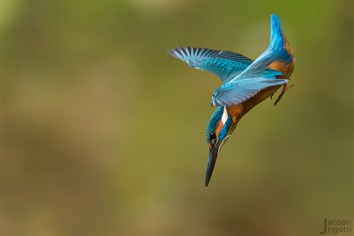 nosedive - Alcedo atthis