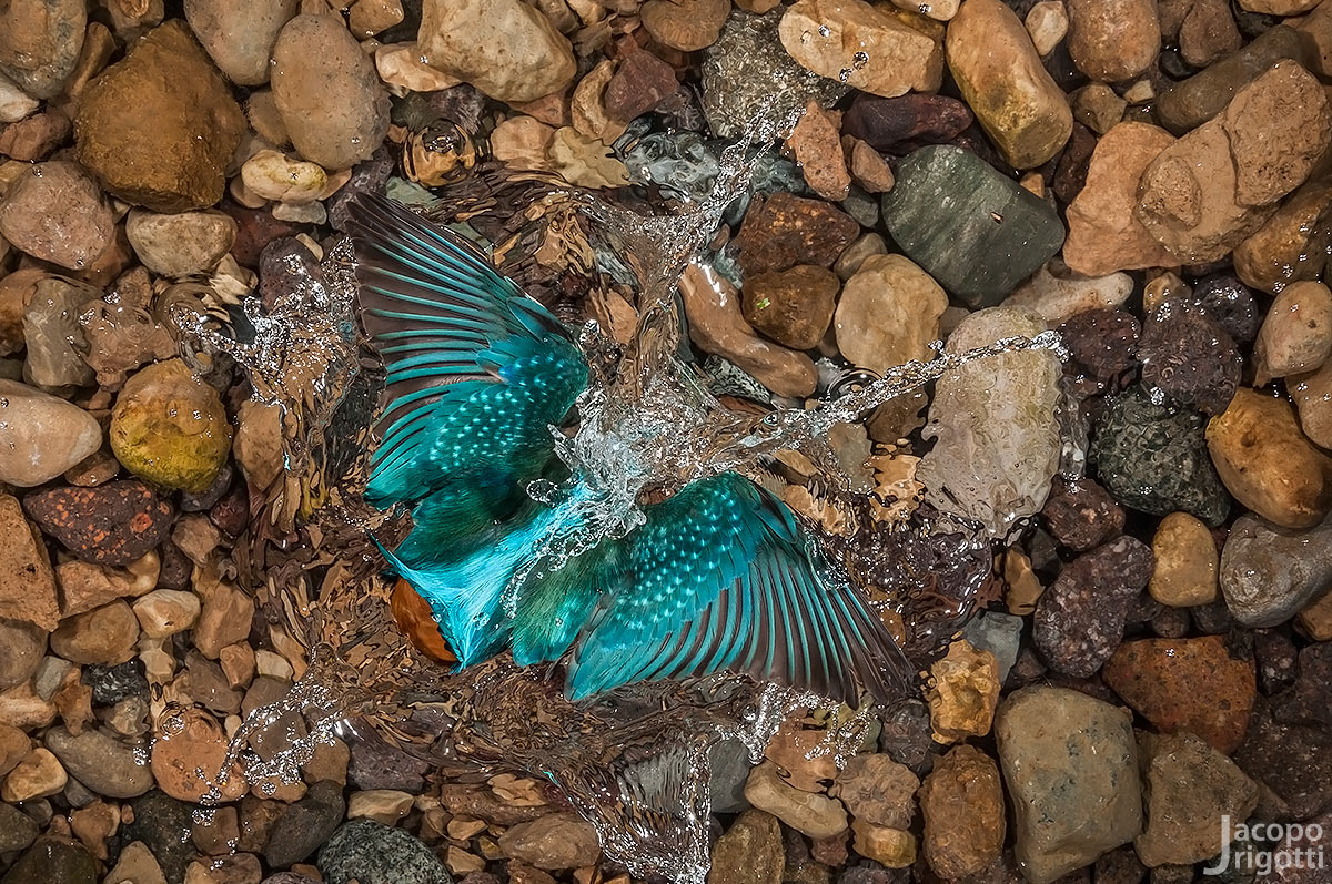puncturing the water - Alcedo atthis