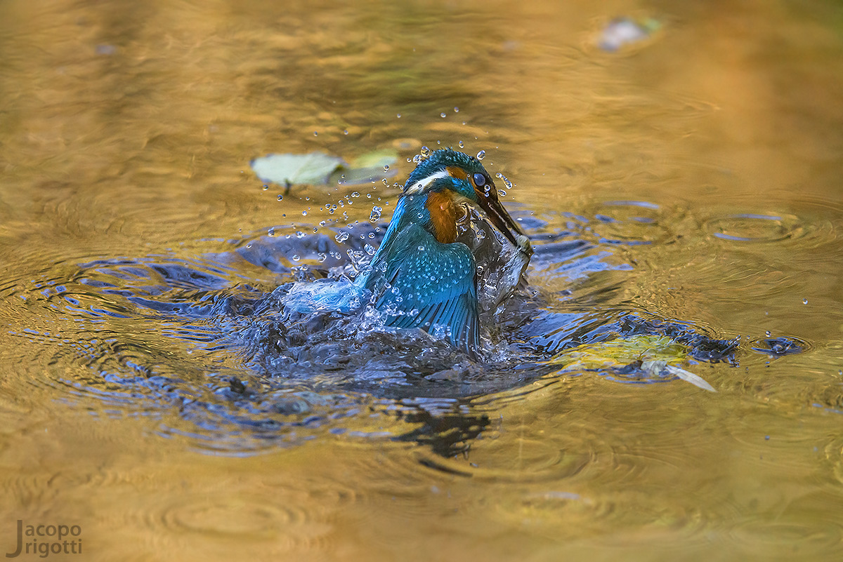 j'adore - Alcedo athis