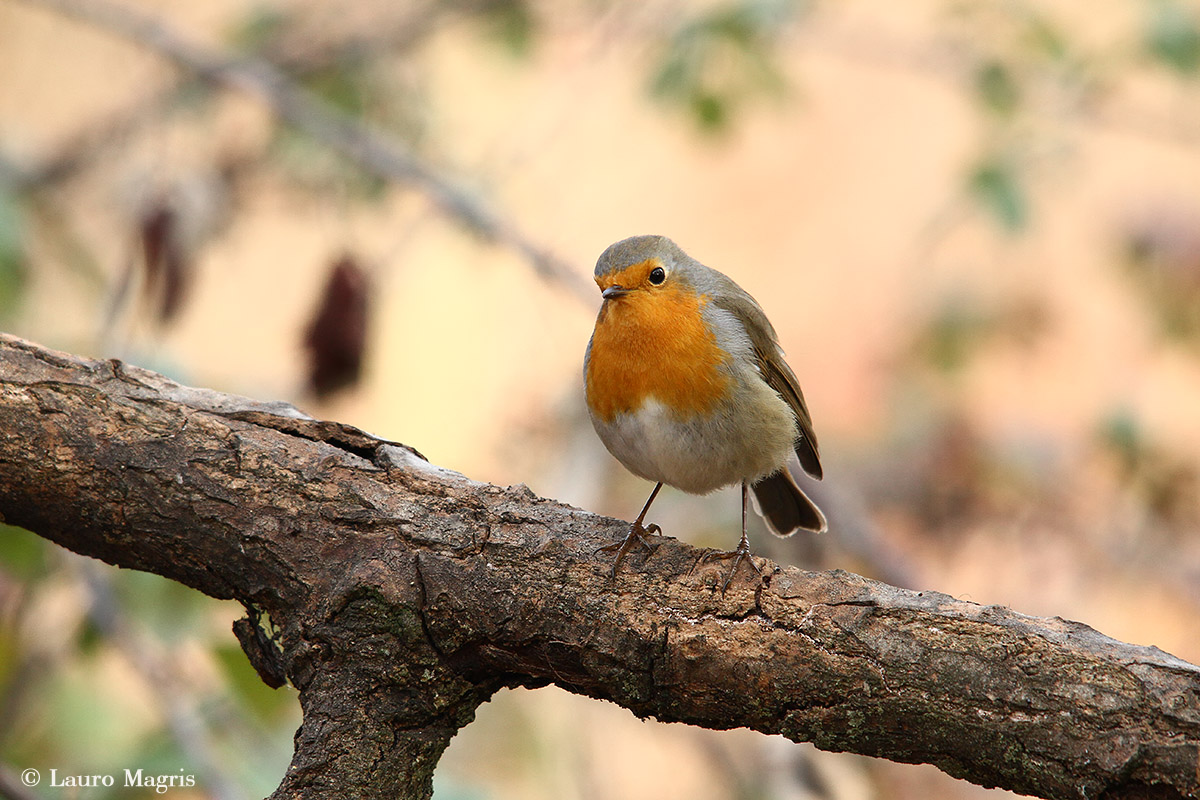 Robin curious