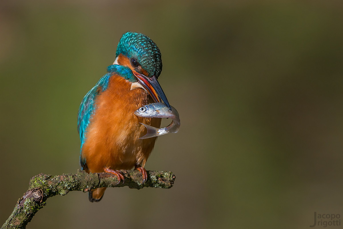 THE prey - Alcedo atthis