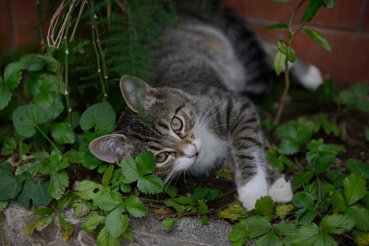Ciccio, il re del giardino