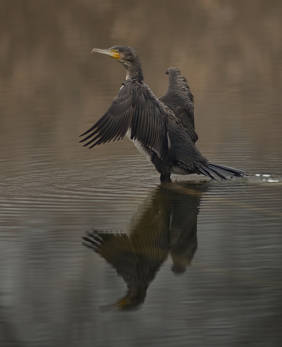 Cormorant